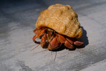Red-skinned hermit crab with wavy white shell isolated. Hermit crab with cement floor and wall background. Graphic Resources. Animal Themes. Animal Closeup. Macrophotography