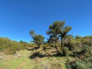 Fototapeta premium Landscape view, Fanal Forest, Madeira, Portugal