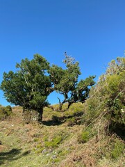 Landscape view, Fanal Forest, Madeira, Portugal