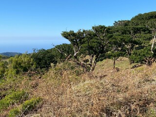 Landscape view, Fanal Forest, Madeira, Portugal