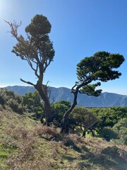 Landscape view, Fanal Forest, Madeira, Portugal