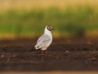 Black-headed gull (Chroicocephalus ridibundus) feeding in the wetlands in summer.