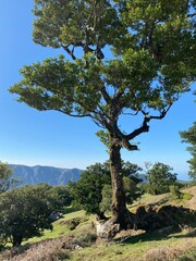 Landscape view, Fanal Forest, Madeira, Portugal