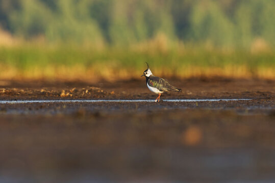 Northern lapwing (Vanellus vanellus) searching for food in the wetlands in summer.	
