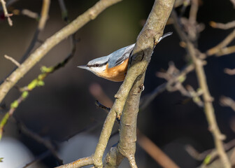 Eurasian Nuthatch (Sitta europaea) - Prague's Acrobatic Climber