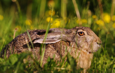 European hare (Lepus europaeus) closeup resting in grass in the garden in summer.