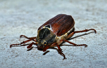 Melolontha hippocastani or eastern chafer, wild chestnut beetle, oriental chafer sitting on the...