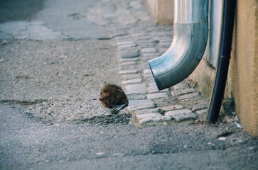 a small brown mouse is on the ground next to a pipe.