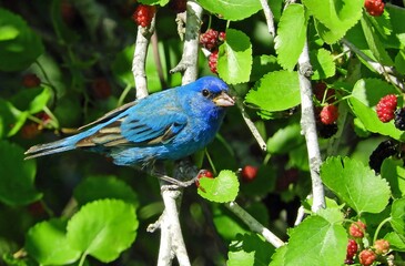 beautiful indigo buting perched in a mulberry tree in La Fitte's Cove nature preserve in galveston, texas