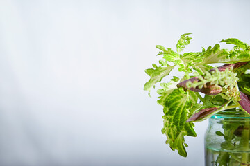 A healthy flower nettles with green and red patterned leaves is showcased in pot against light,...