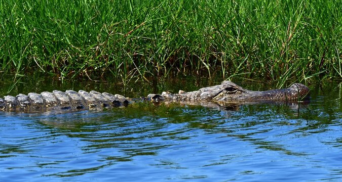 american alligator swimming in the marsh at san bernard national wildlife refuge near brazoria, on the gulf coast of  texas - Powered by Adobe