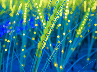 colorful sparks of light The grass is full of flowers.