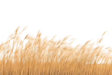 Golden grassland stretching to the horizon with scattered trees under a pale sky, evoking the vastness of the savanna. Generative AI