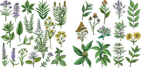 Medicine plants and herbs