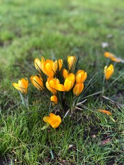 yellow flowers in the grass