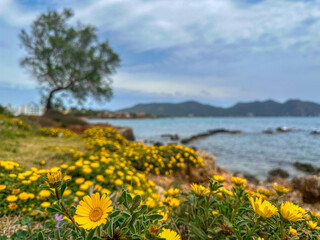 Obraz premium field of dandelions