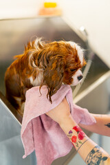 A small red dog is dried with a pink towel after bathing in a grooming salon