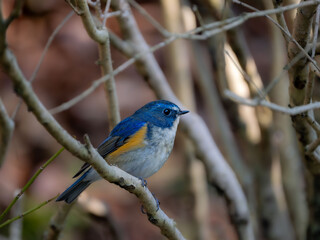 森の中で枝に留まっているルリビタキの雄