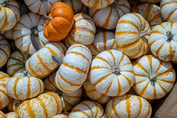 Colorful seasonal orange and white gourds are gathered together in a cart at a Fall Harvest...