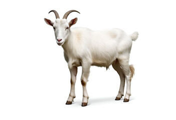  white goat on a white background, bakra Eid, Eid ul adha