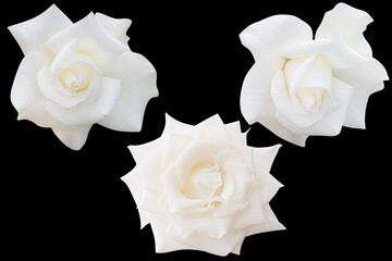 Set of white rose blooming isolated on the black background.Photo with clipping path.