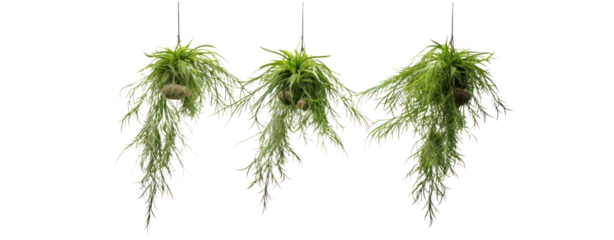 rendering of Casuarina Glauca hanging isolated