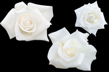 Collection white rose blooming isolated on the black background.Photo with clipping path.