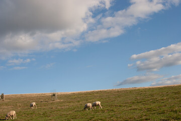 Fototapeta premium sheep in the field
