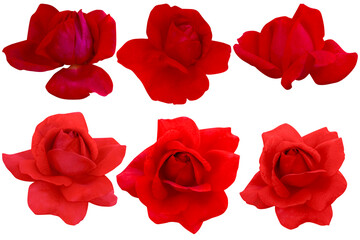 Set of red roses with only rose heads blooming.Photo with clipping path.