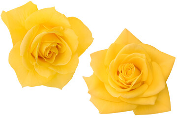 Big two yellow roses heads blooming on a white background.Photo with clipping path.