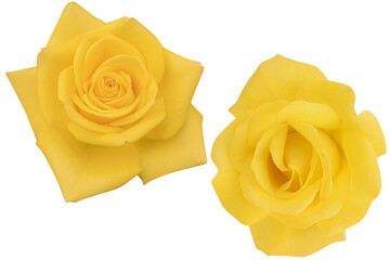 Two large dark yellow roses blooming isolated on the white background. Photo with clipping path.