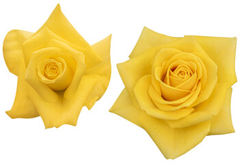 Set of blooming yellow rose heads isolated on the white background.Photo with clipping path.