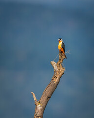 Collared falconet or Microhierax caerulescens bird of prey Falconidae perched high on tree natural blue sky background at dhikala zone jim corbett national park forest tiger reserve uttarakhand india - obrazy, fototapety, plakaty