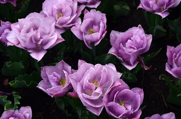 lilac tulips in the garden close-up