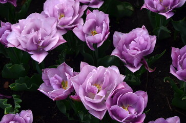 Obraz premium lilac tulips in the garden close-up
