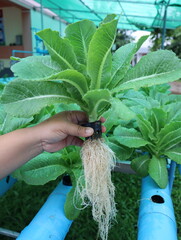 Hydroponic Green Cos Lettuce in hand
