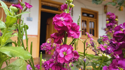 Matthiola incana, Brompton Stock, Common Stock or Hoary Stock Flowers
