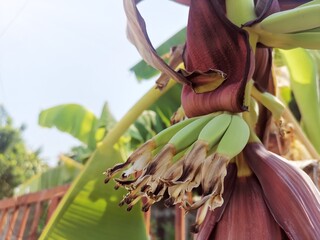 Bunch of banana and leaves on tree