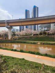 Obraz premium 벚꽃나무