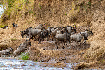 Obraz premium Wildebeest migration, Serengeti National Park, Tanzania, Africa
