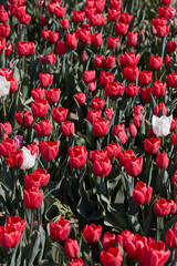 Tulip flowers in red with some white colors texture backgrond in spring sunlight