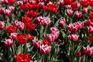 Obraz premium Tulip flowers in red and pink with white border colors texture background in spring sunlight