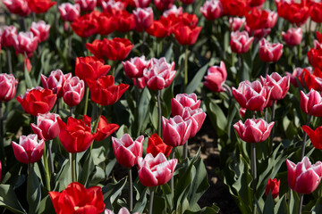 Tulip flowers in red and pink with white border colors texture background in spring sunlight