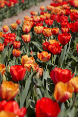 Tulip flowers in yellow and red colors, field in spring sunlight