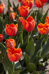 Tulip World's Favourite flowers in orange color in spring sunlight