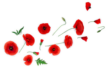 Flowers red poppy, buds, green leaves ( Papaver rhoeas, corn poppy, corn rose, field poppy, red weed ) on a white background with space for text. Top view, flat lay