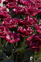 Tulip Silk Road, dark red flowers and field in spring sunlight