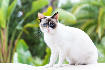 
A white cat with blue eyes gazes into the camera amidst palm trees. Its black fur on the head adds...