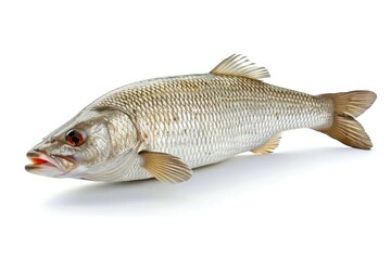 Isolated Mullet Fish on White Background: Swimming Grey Mullet from Sea for Delightful Marin Cuisine - obrazy, fototapety, plakaty