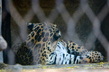  Jaguar in zoo